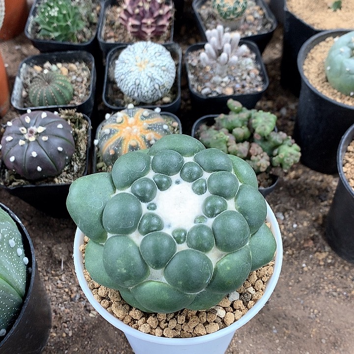 1369845874587468755675