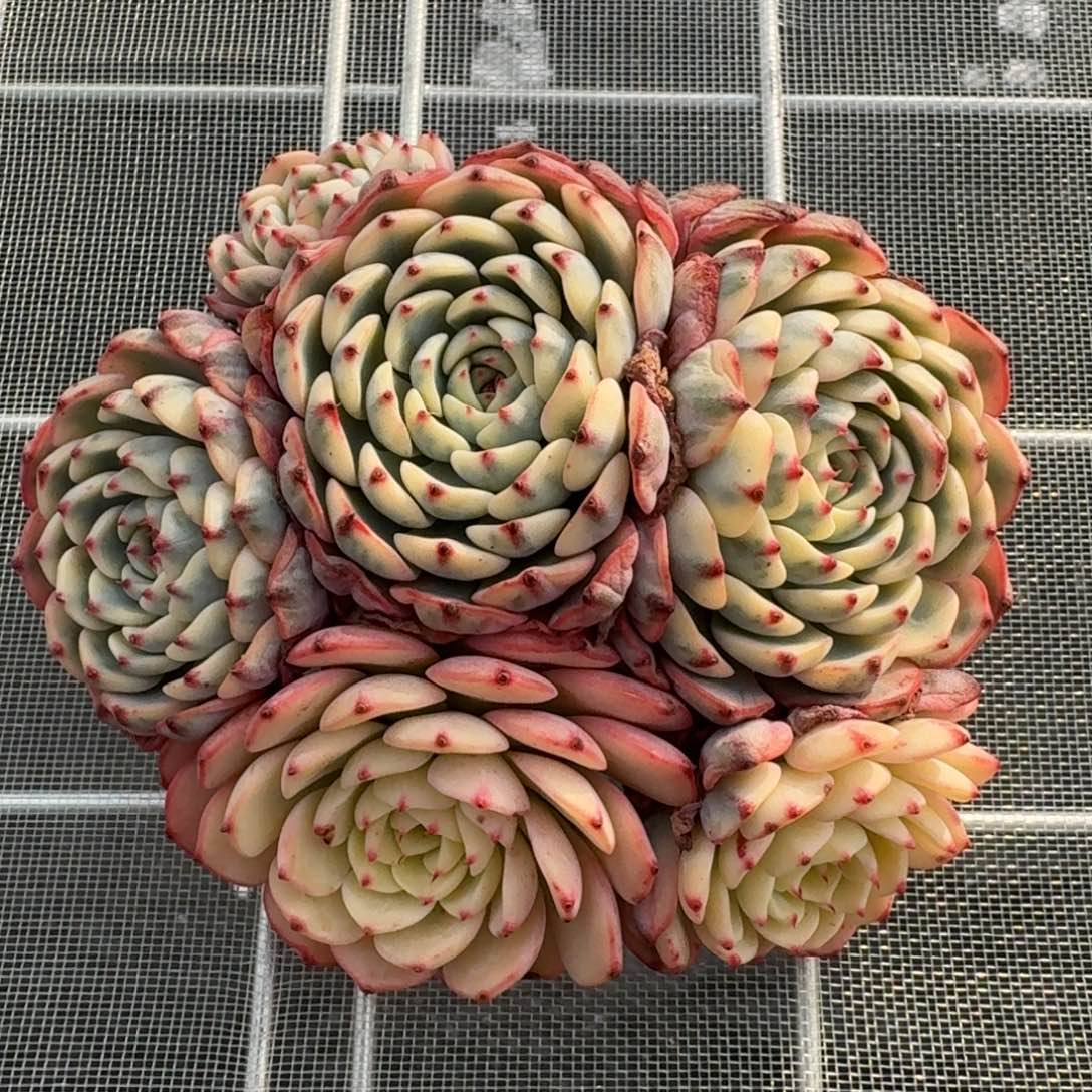 从前慢花园精选姬莲锦群