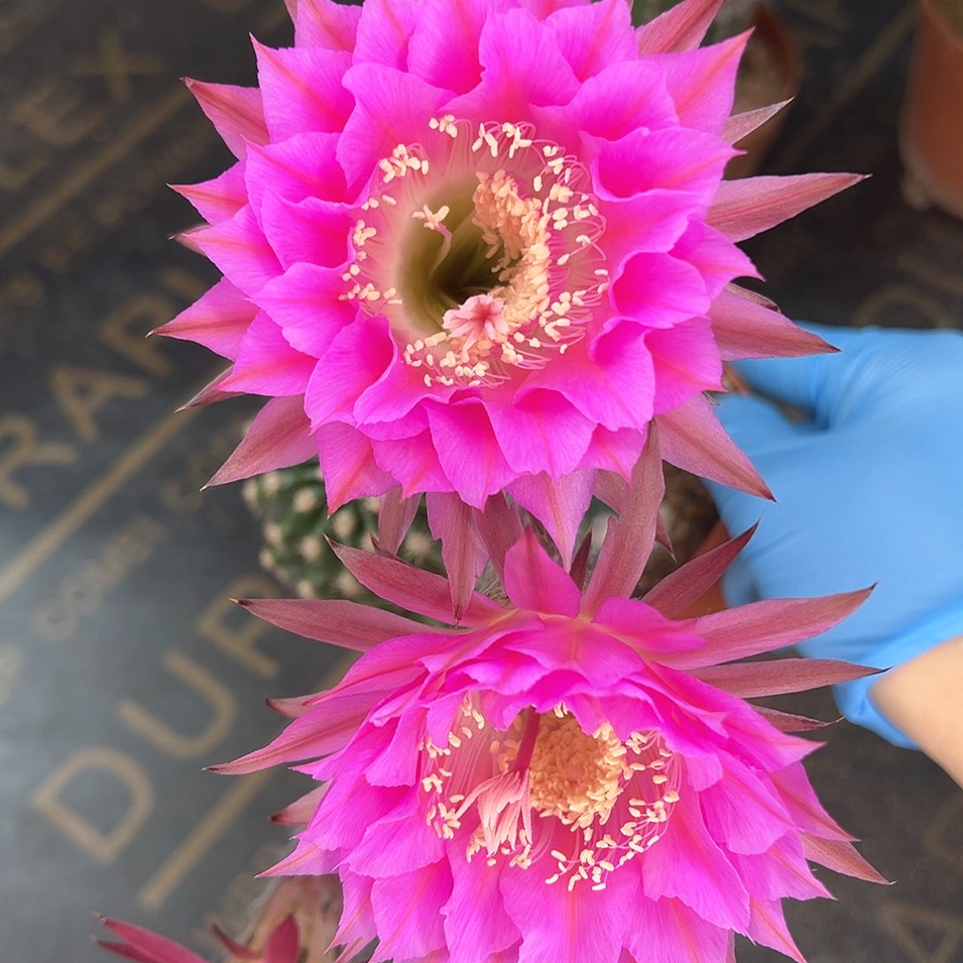 实生大花彩草球球