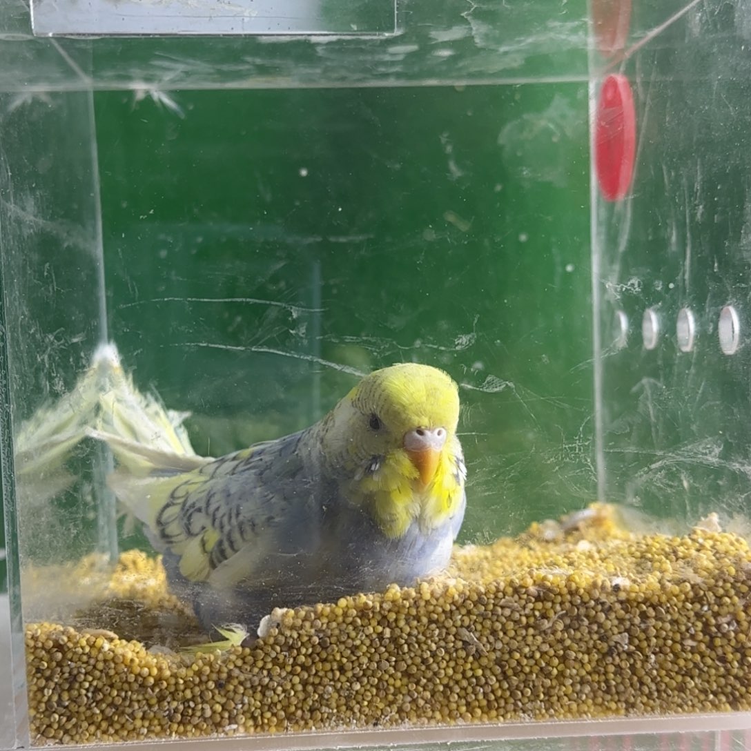 虎皮鹦鹉大头鹦鹉