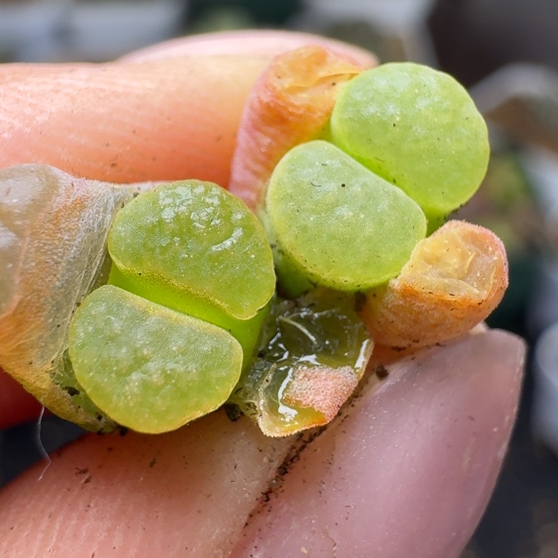 409两颗磁铁5859088