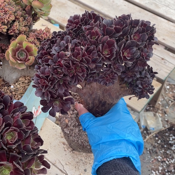 多肉葡萄多水果葡萄也要好好养