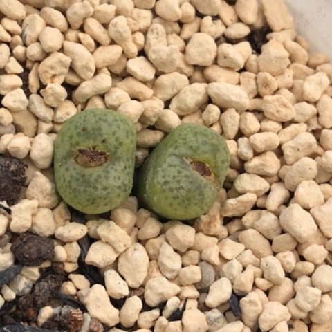 多肉肉锥 绿体毛杂