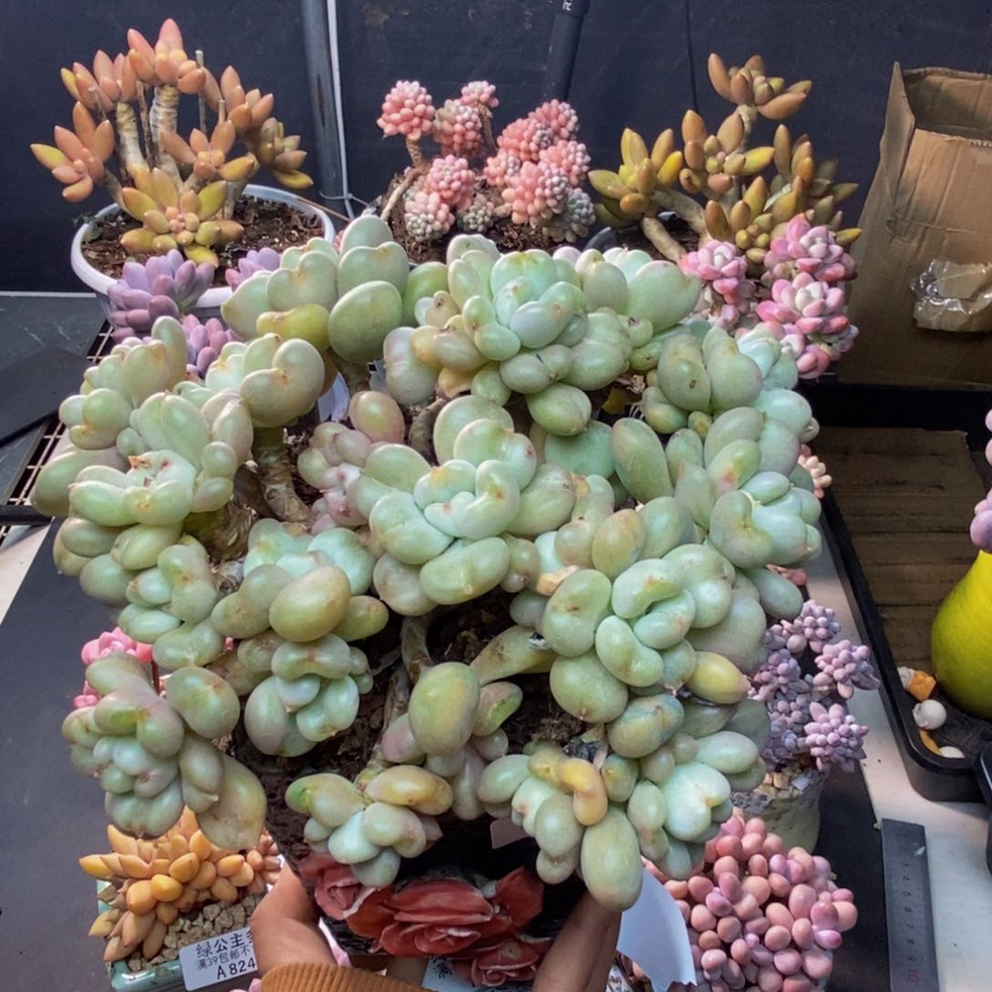 895比尔盖茨多肉10c m