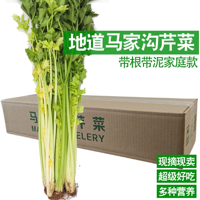 【今天拍明天到】平度马家沟芹菜生吃芹菜凉拌芹菜空心芹菜地头直发芹菜