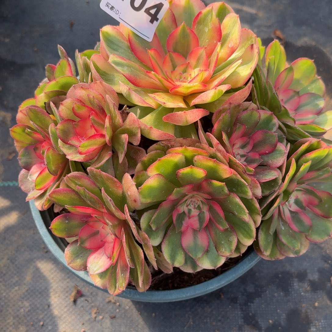 404荔枝多肉植物多肉植物