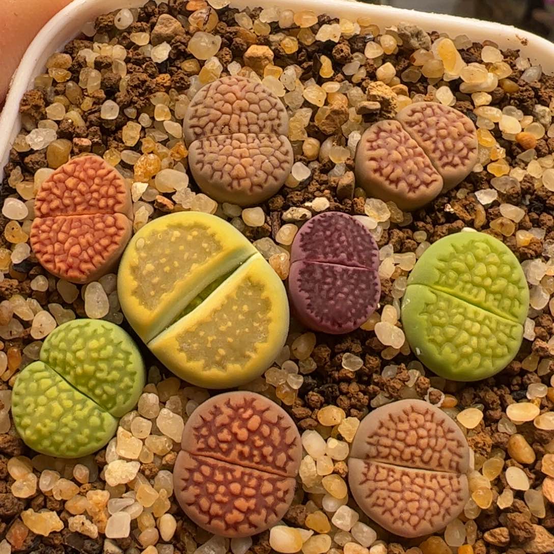 一组彩虹巴黎组合多肉植物