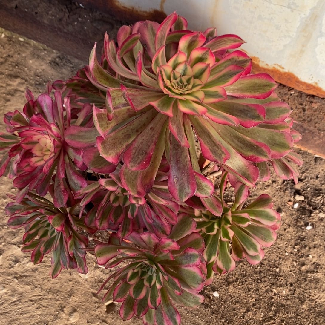 不开花植物653号红彤白1颗
