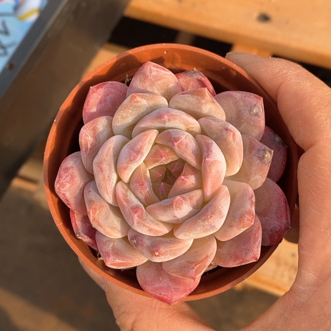 精品多肉一物一拍不包整133