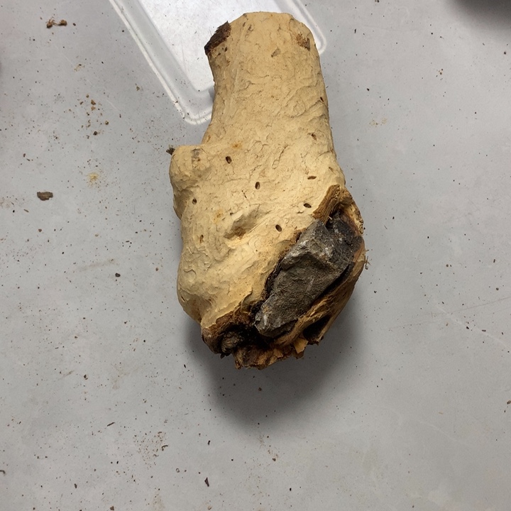 林***大无花朵今天晚上在学校吃饭