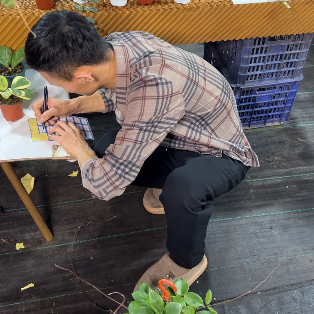 清***风无花朵卡诺萨绿叶红球兰