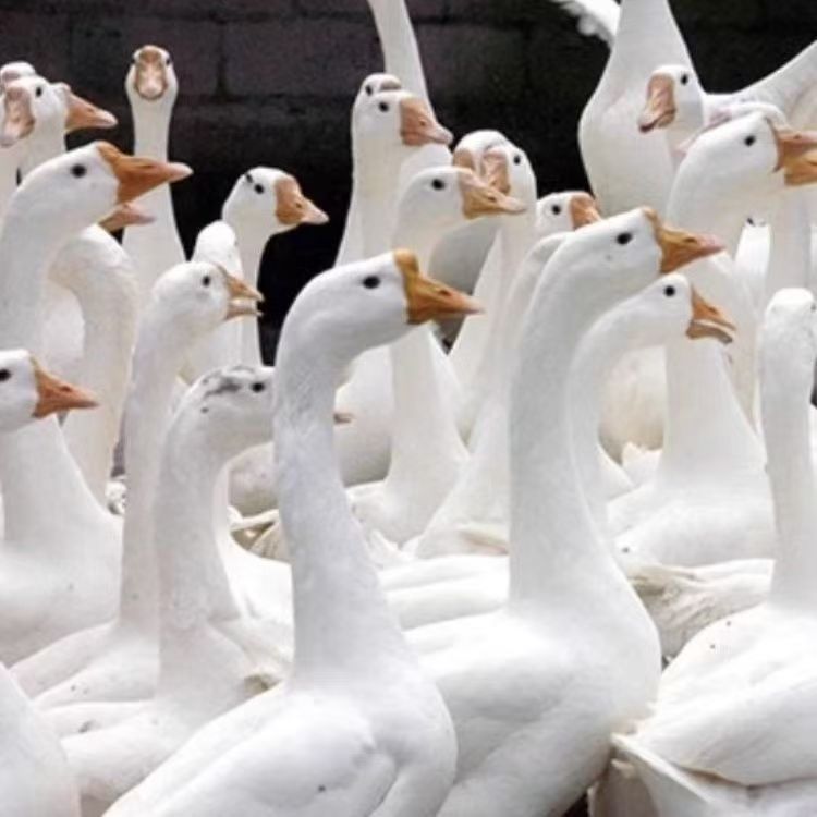 东北农村散养大鹅新鲜现杀带心肝胗美味瘦肉多 顺丰包邮