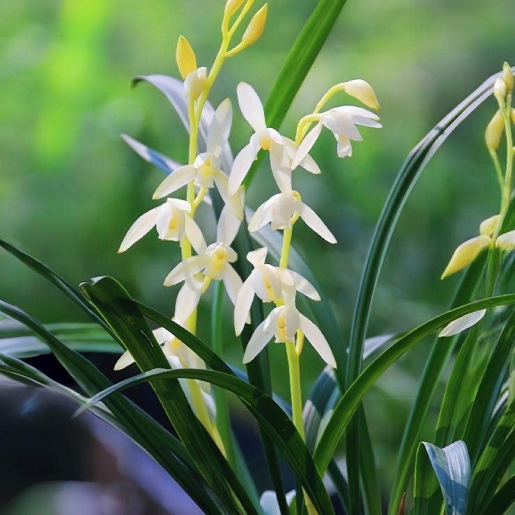 5花起【青山玉泉】兰花素白高雅珍稀浓香素花无下品