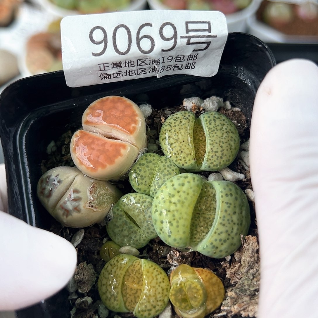 好养易活生石花大母本9069