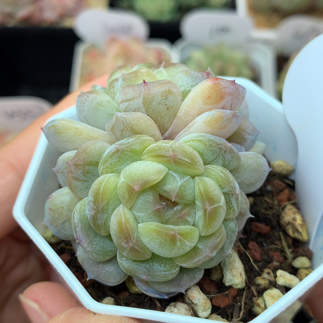 白色恋人双头669