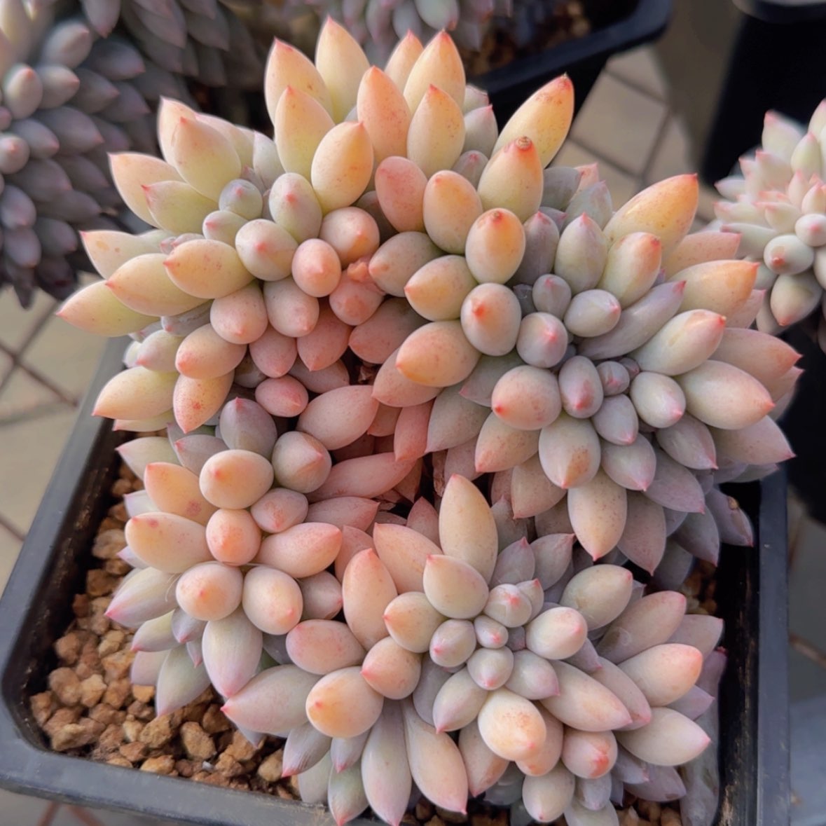 【闪购商品】所罗门小树29.9