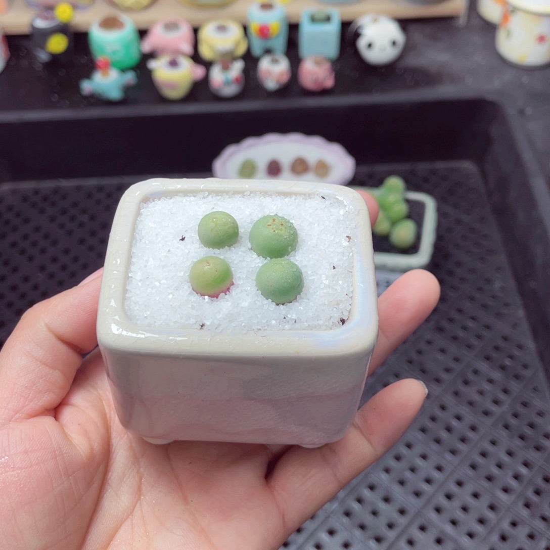 w3233 带盆土发货-零下地区拍保温箱