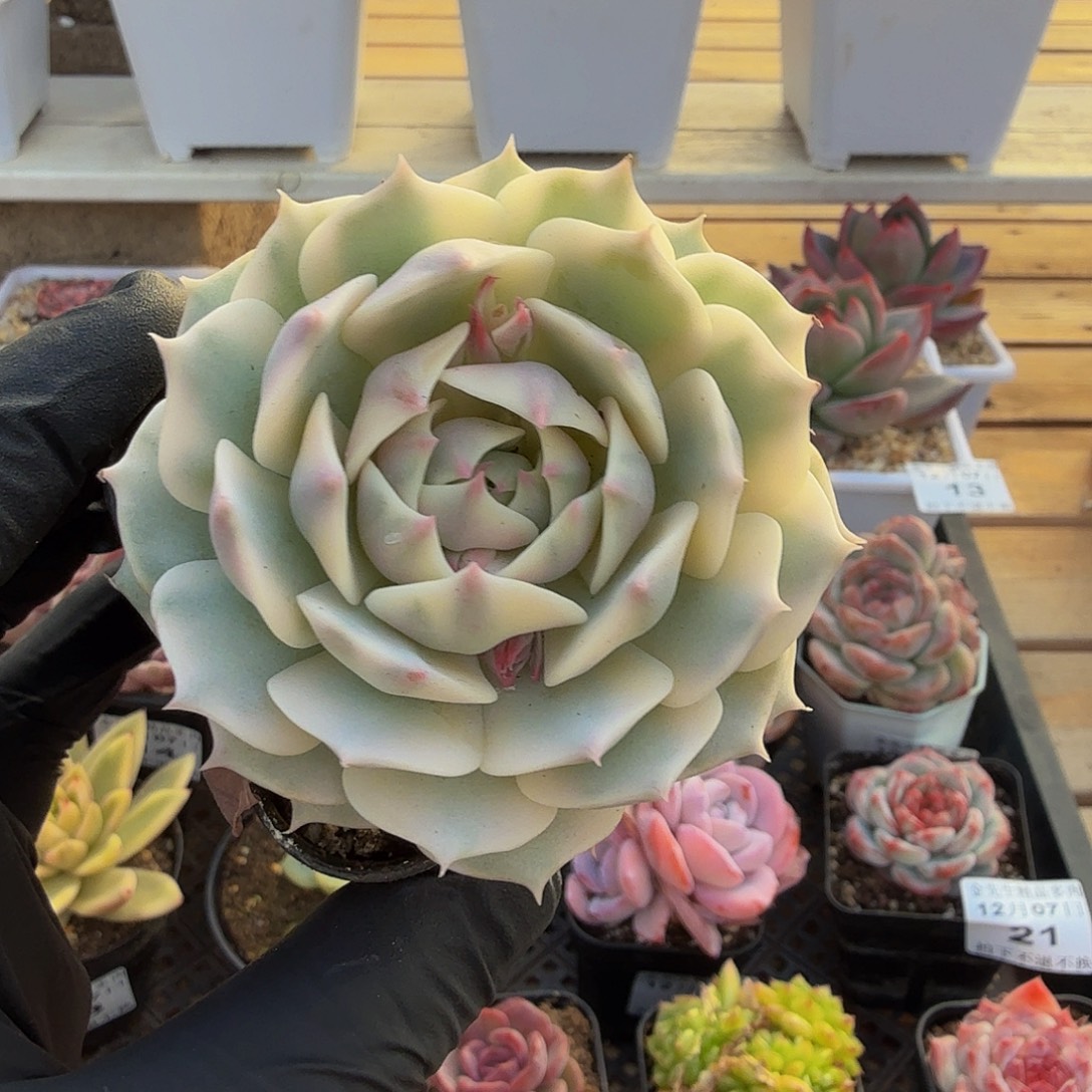12067-23露那莲锦单头