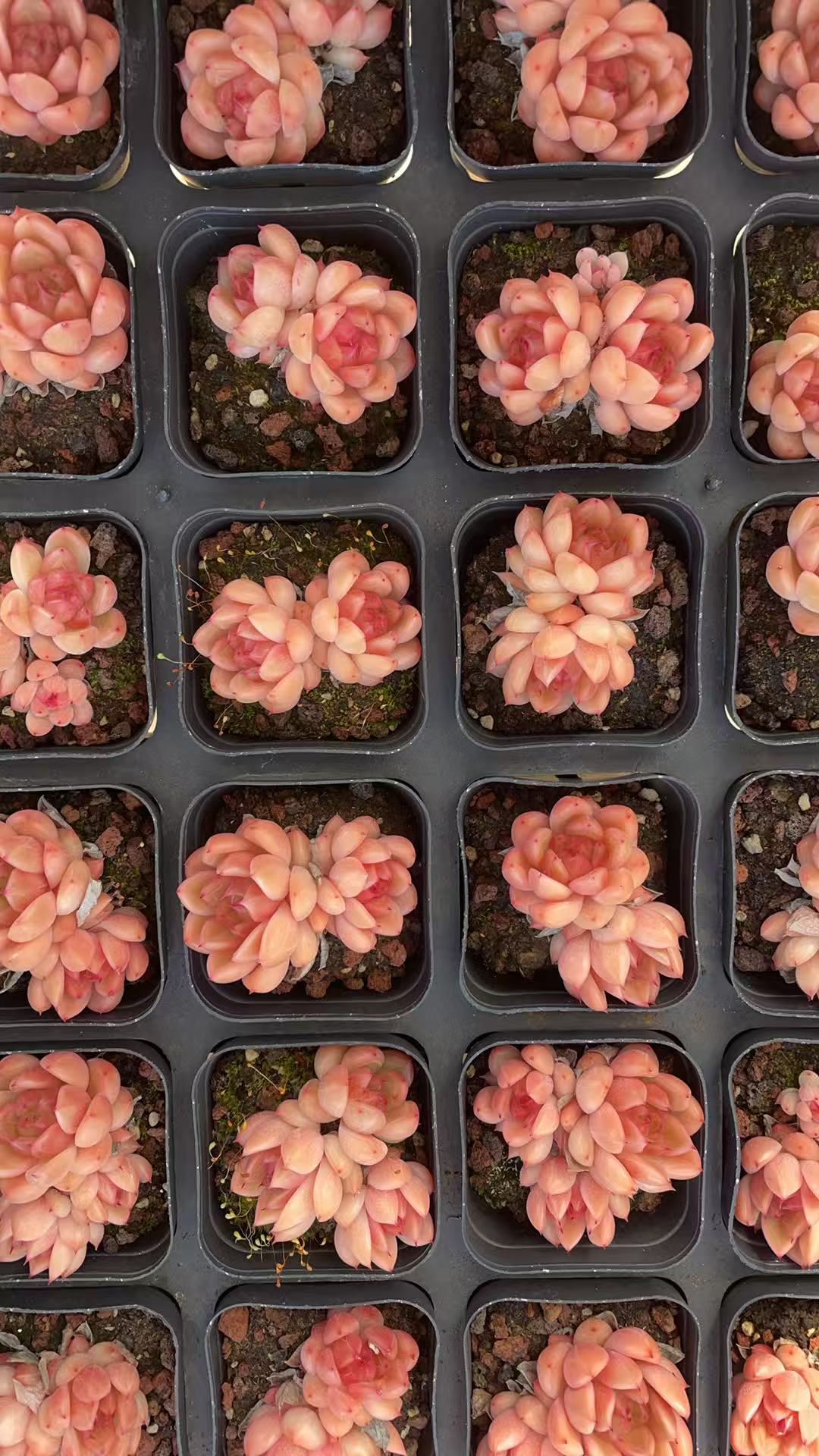 玉指珍妮 （冠服3-5厘米）  多肉绿植