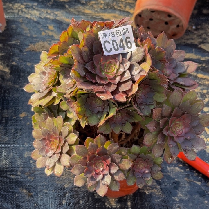 46多肉植物一物一拍