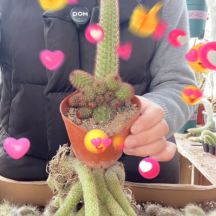 金妞1盆，带盆带土发货