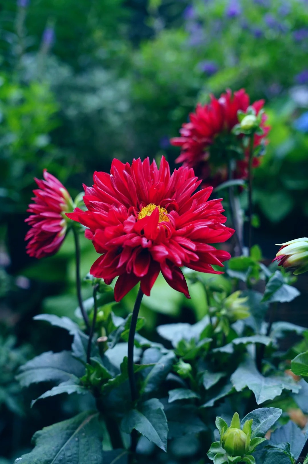 【小丽花】大丽花庭院阳台地栽盆室内室外南北方爆花机器多年