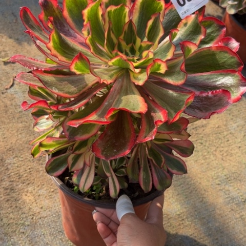 095魅影手捧多肉，