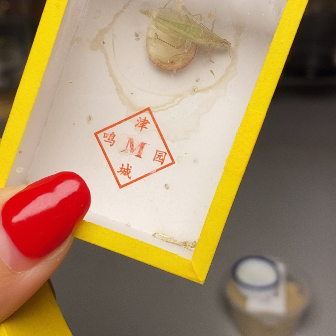 柬埔寨竹蛉哈哈哈哈