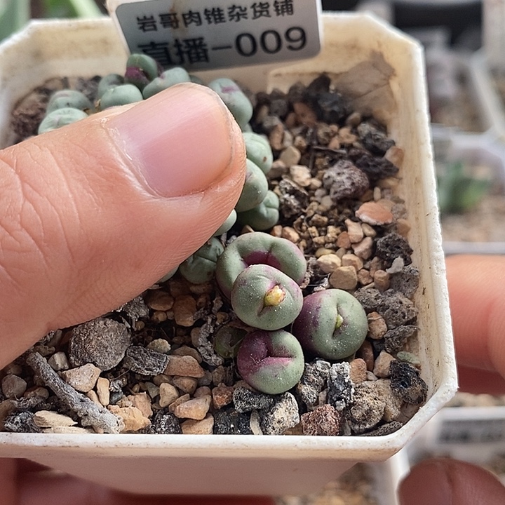 园艺1380b小红嘴5头群