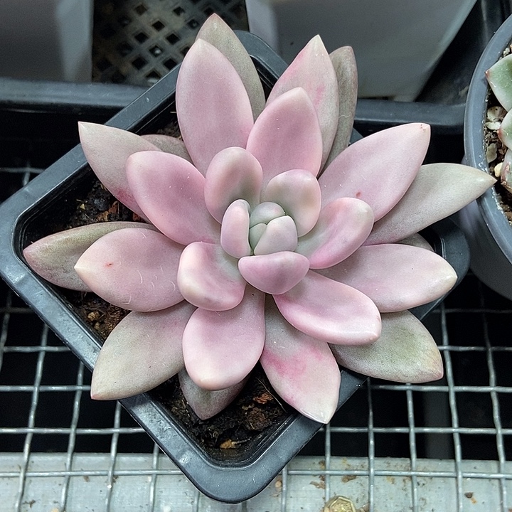 比***天桃花源锦多肉植物