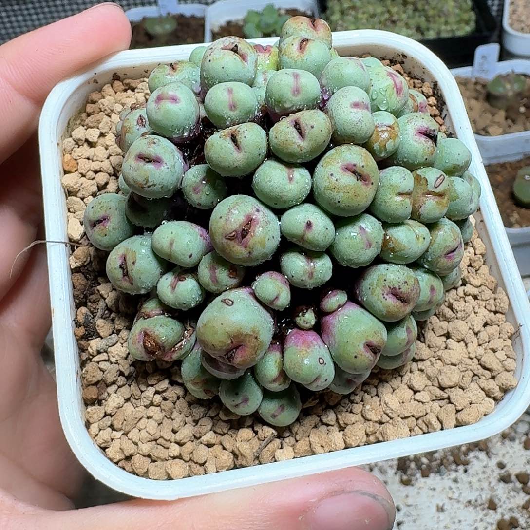 郭***?多肉植物多肉植物哇