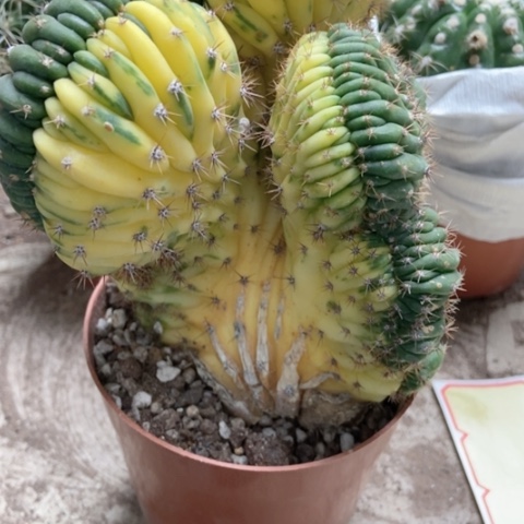 多闻柱仙人球35米