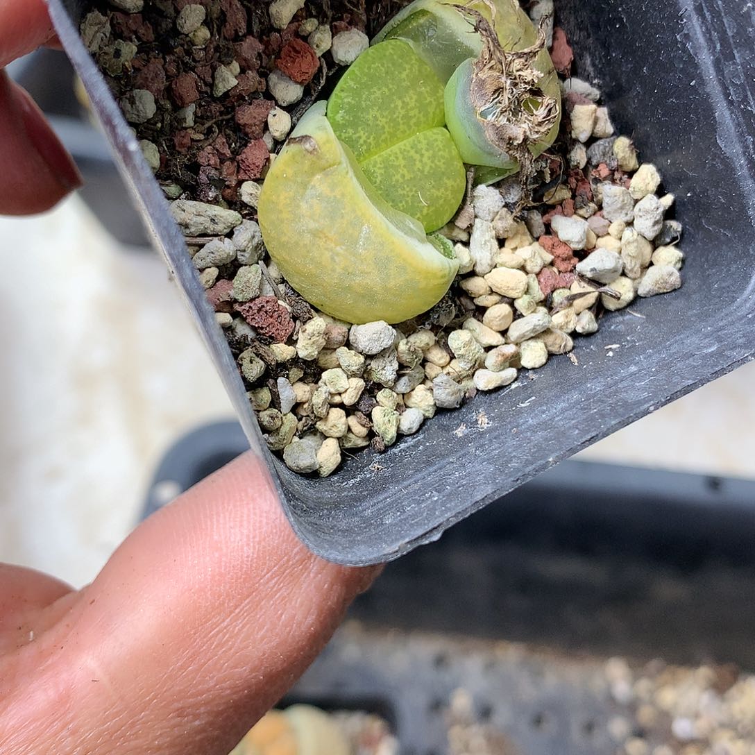 H59多肉植物保护研究所