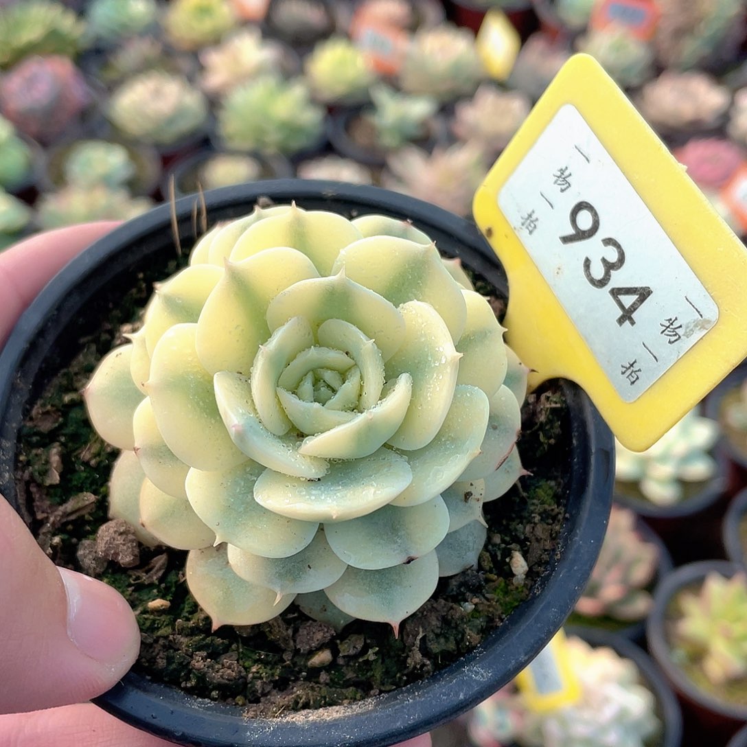 雪域白锦934号多肉