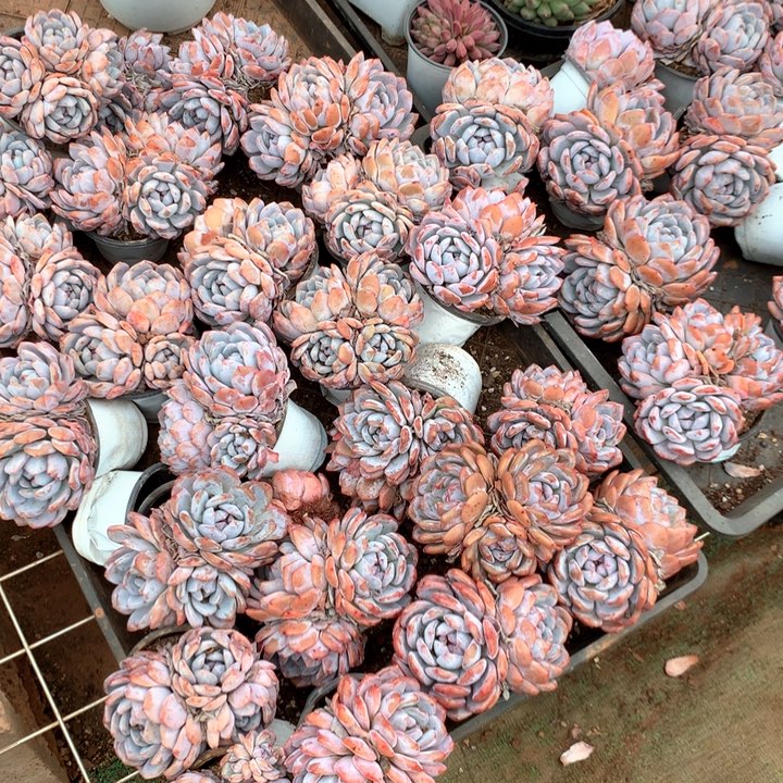 双头起橙梦露裙两颗两单包邮