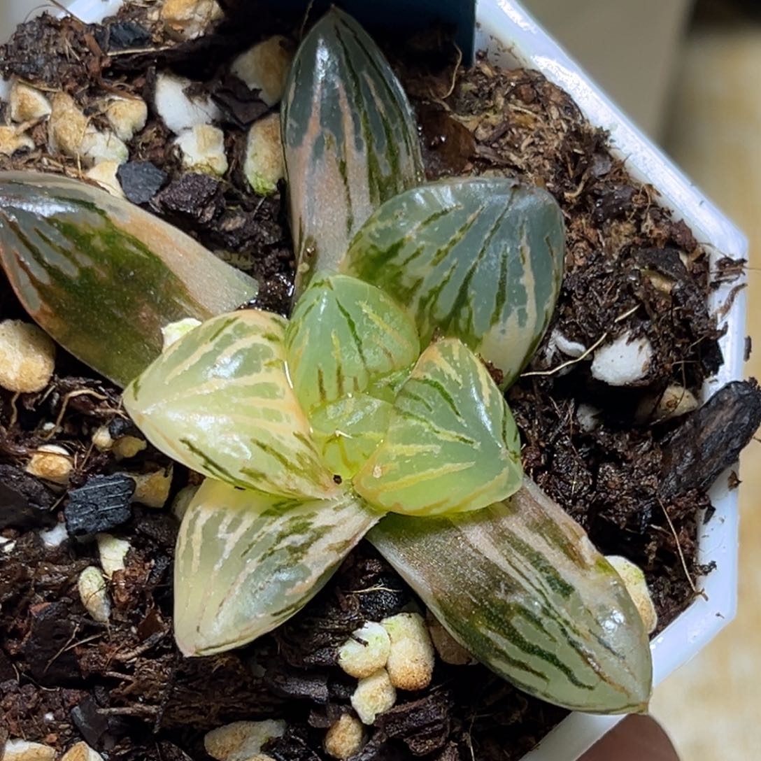 恭喜发财大吉大利0280玉檀