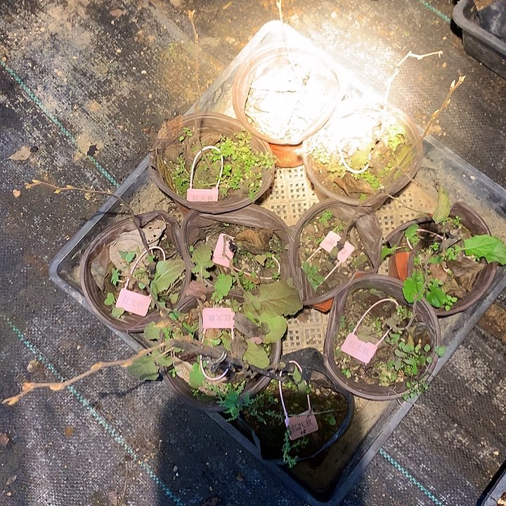 无花朵红大秋嫁接苗29.8