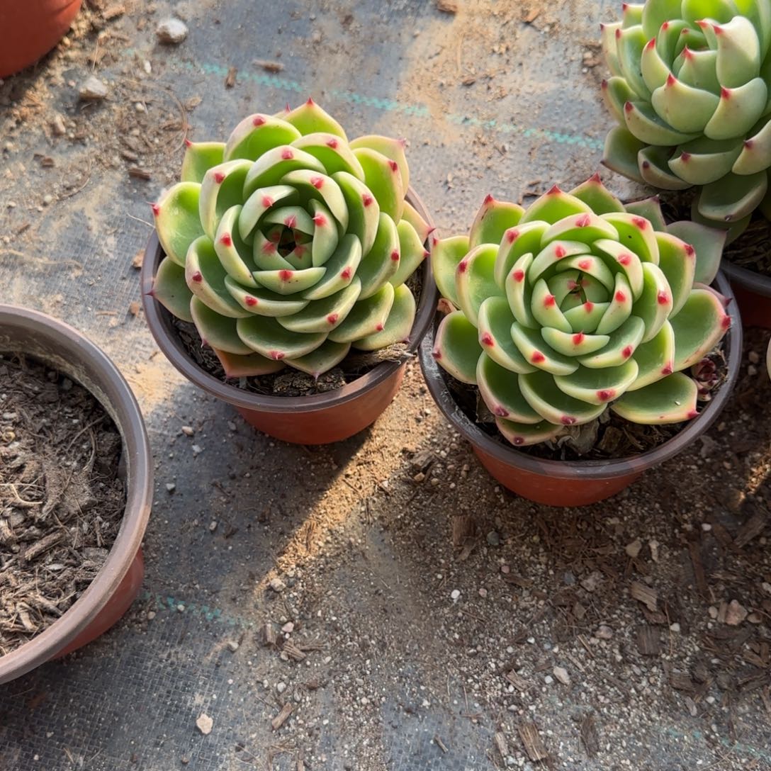 无花朵蓝龙单头120