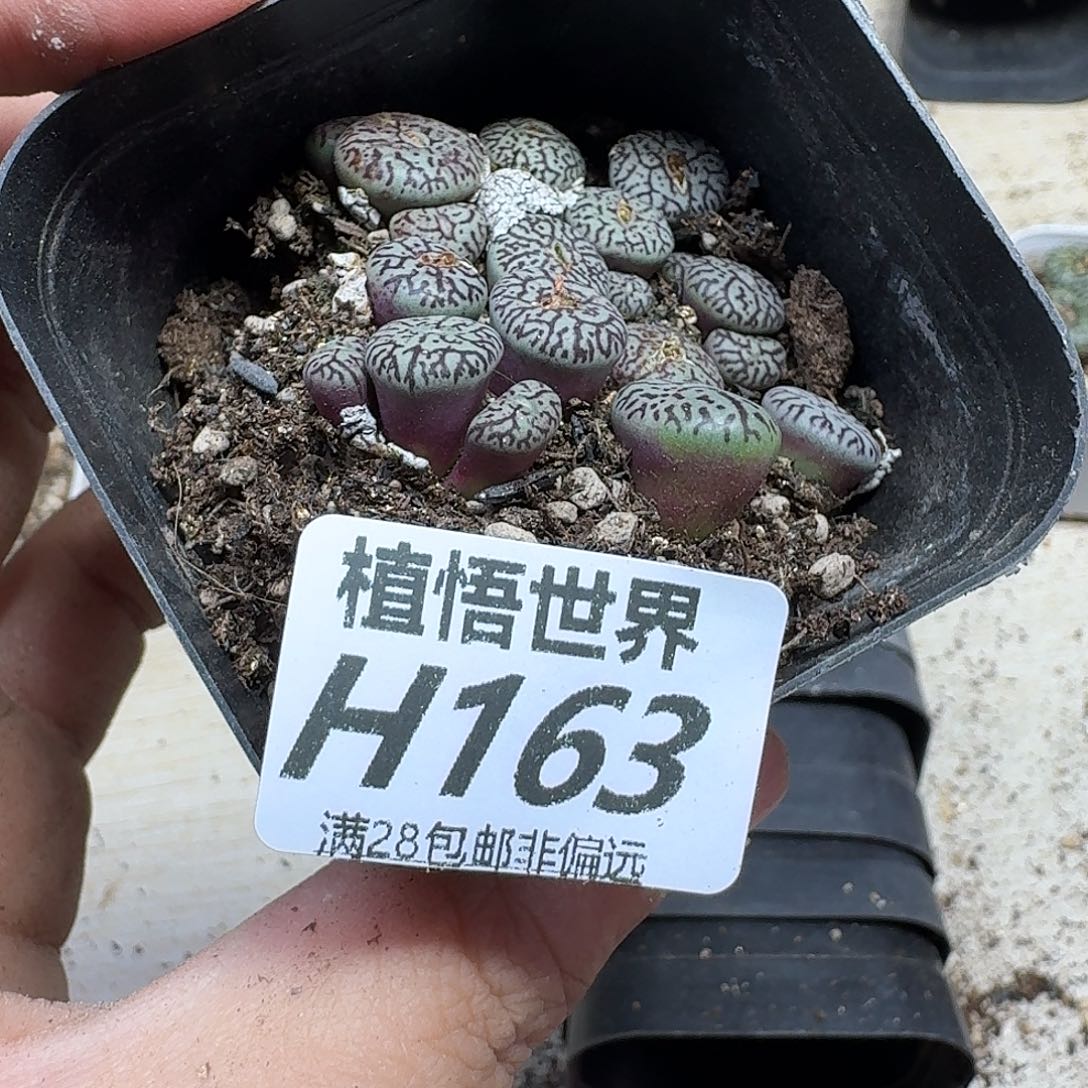 多肉植物的润泽fgb