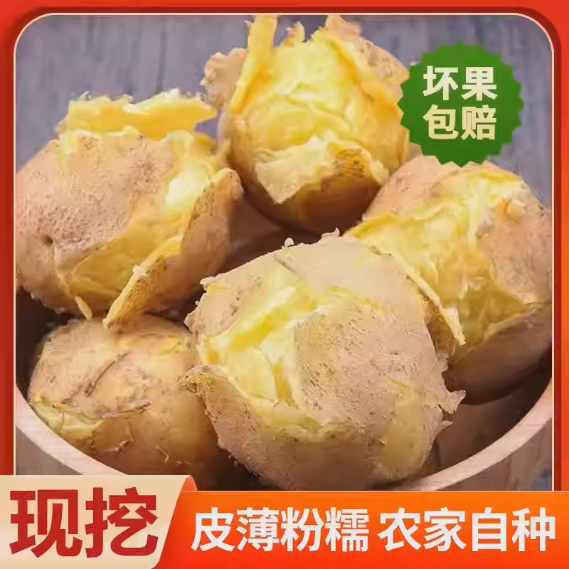 甘肃定西黄皮黄心新鲜现挖沙糯粉面土豆包邮