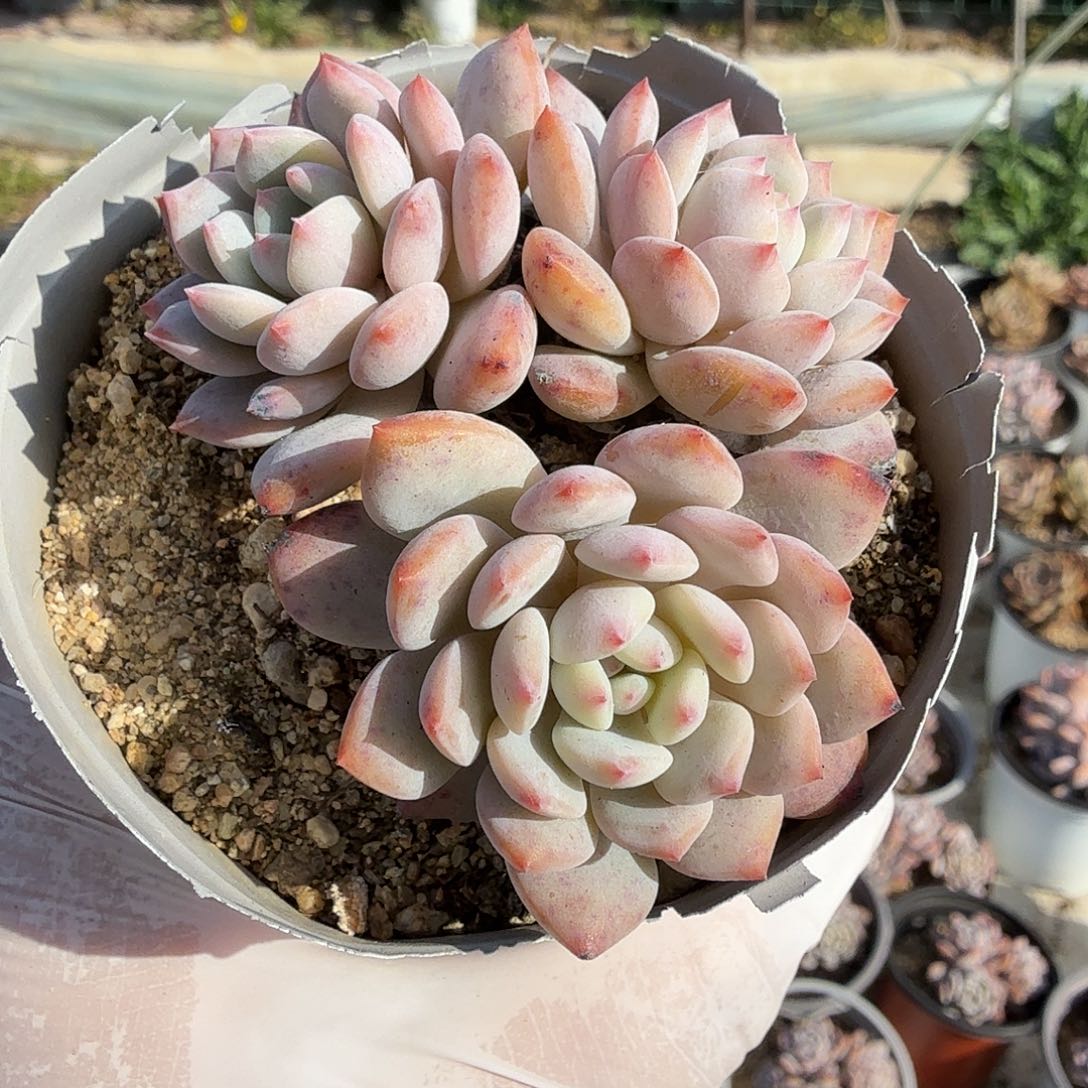 378七公分三头无砍星星橙满20包邮