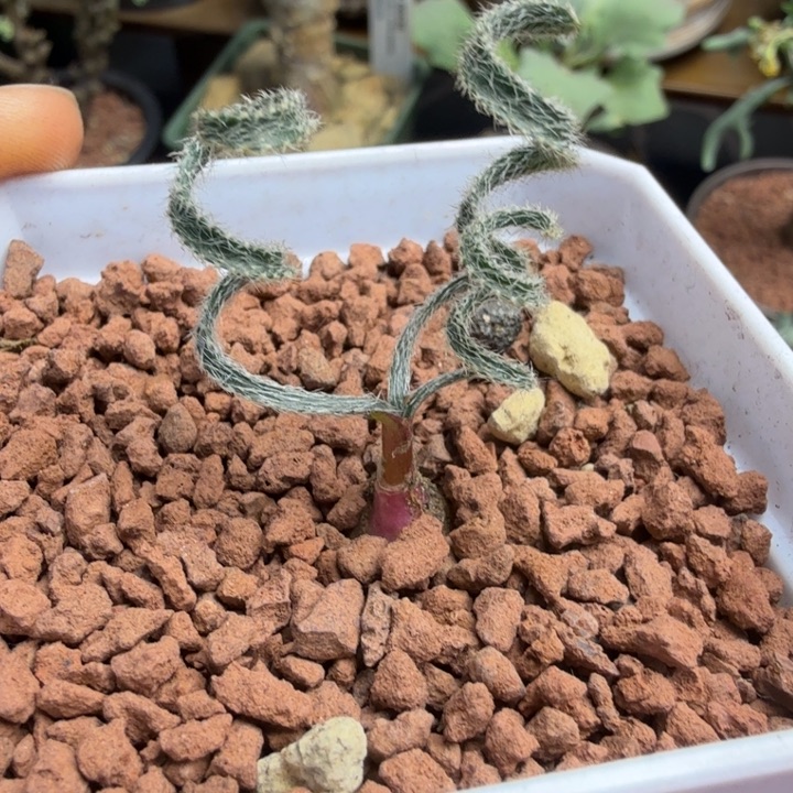 毛叶G V弹簧草（满2 8包邮）仙人球