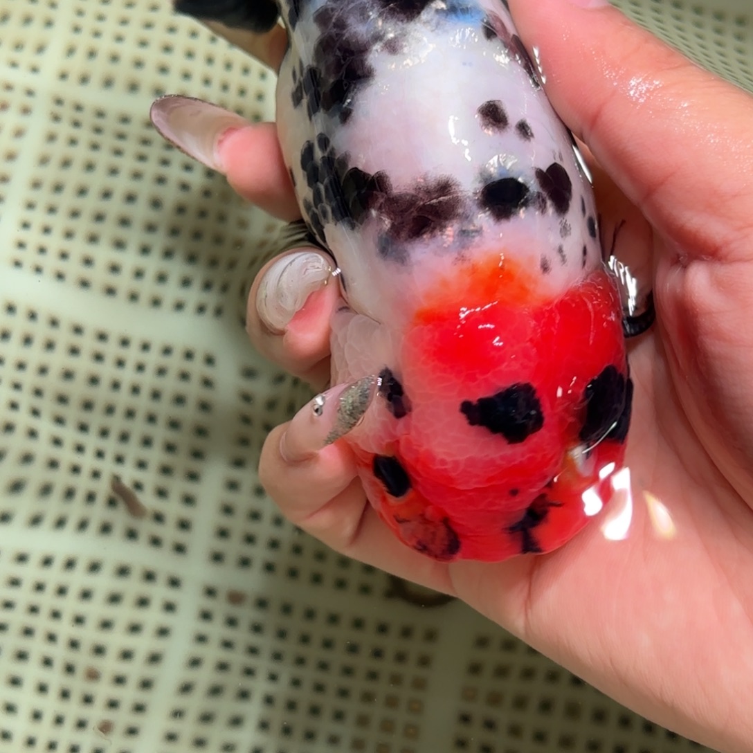 随***安金鱼拍包装包邮，不拍包装运费到付