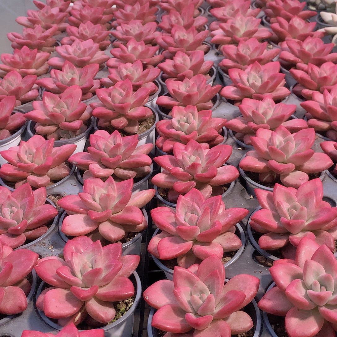 赫菲斯托单头34567899900000