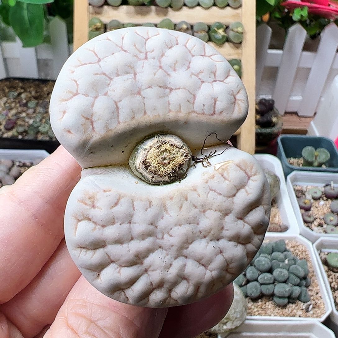 荒玉5厘米………………………