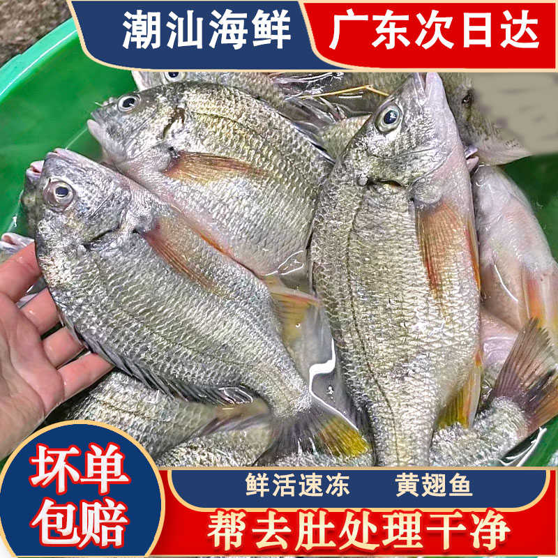 大黄翅鱼【活杀】三去处理 黄脚立墙鱼黄立鱼