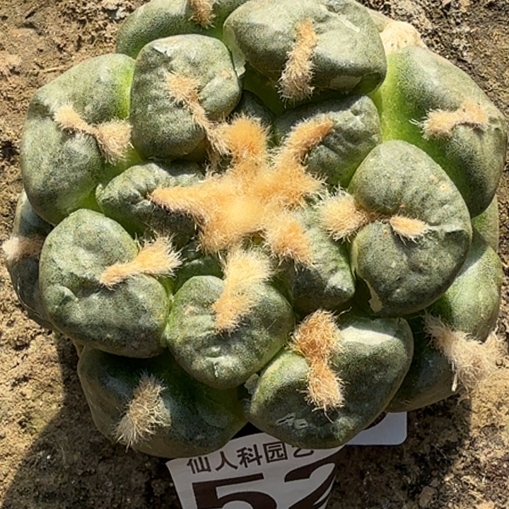 无花朵落地连山520