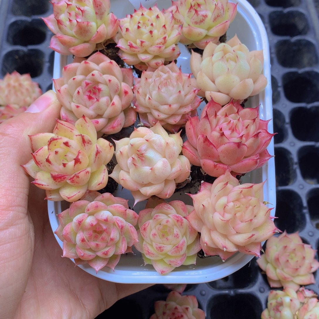 我要去看你了啊我的067