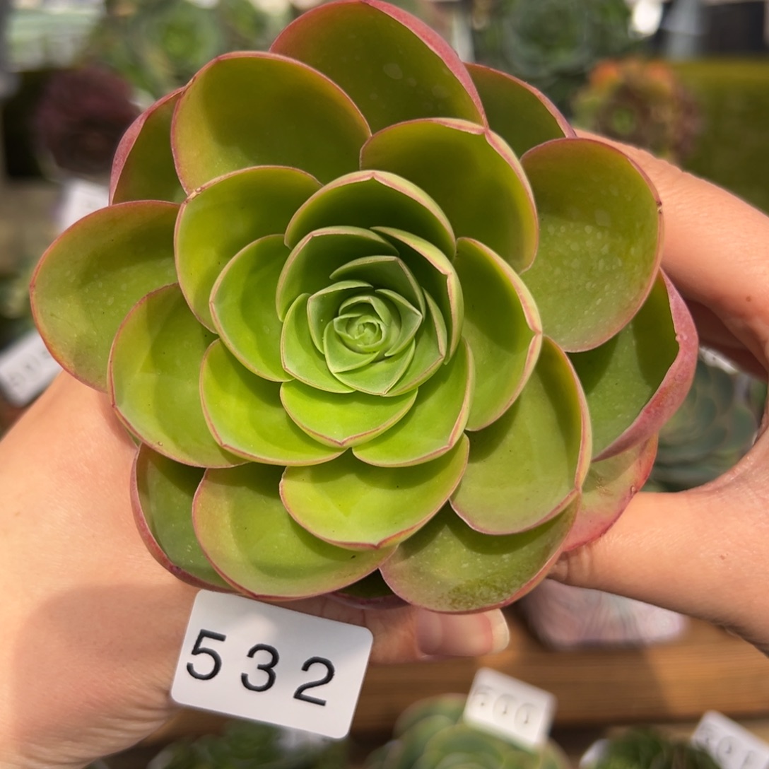 敏532杜康优选6厘米