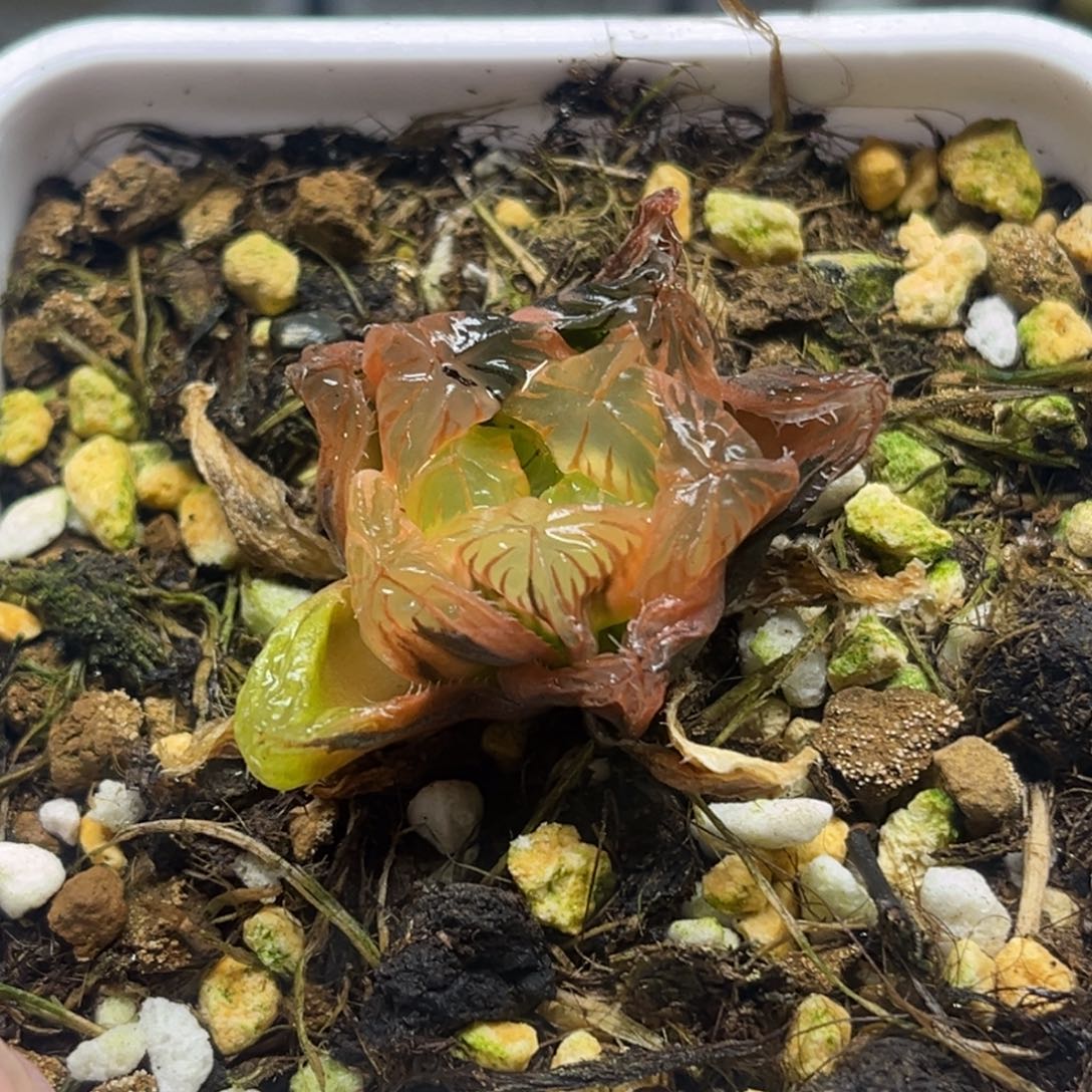 280夏沫锦（根弱，介意勿拍）